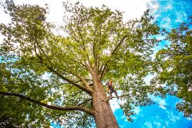 How Our Tree Care Process Works  in  Knoxville, IL