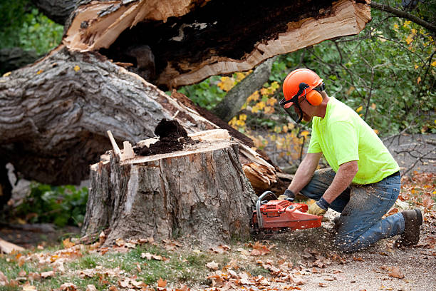 Knoxville, IL Tree Care  Company